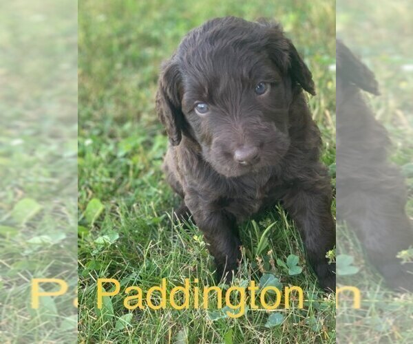 Medium Photo #7 Labradoodle Puppy For Sale in BRAZIL, IN, USA