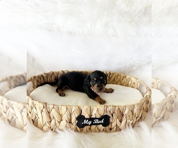 Medium Photo #4 Dachshund Puppy For Sale in DAVIS, CA, USA