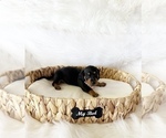 Small #3 Dachshund