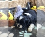 Small Photo #9 Shih Tzu Puppy For Sale in MILTON, FL, USA