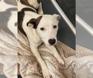 Mutt Dogs for adoption in Fayetteville, NC, USA