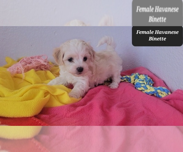 Medium Photo #2 Havanese Puppy For Sale in TUCSON, AZ, USA