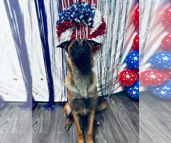 Medium Photo #16 Mutt Puppy For Sale in Imlay City, MI, USA