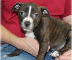 Small #2 Mutt