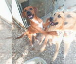 Small #11 Mountain Cur Mix