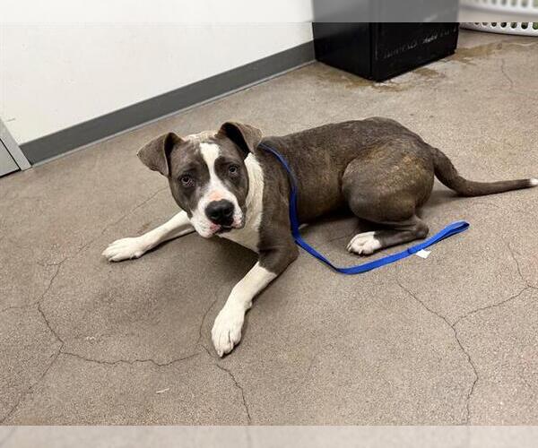 Medium Photo #1 Bullypit Puppy For Sale in Berkeley , CA, USA