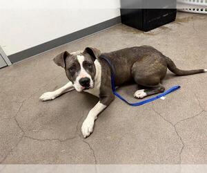 Bullypit Dogs for adoption in Berkeley , CA, USA