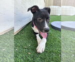 Small #3 American Pit Bull Terrier-Labrador Retriever Mix