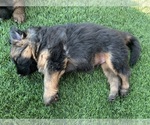 Small #13 German Shepherd Dog