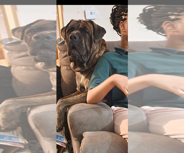 Medium Photo #13 Cane Corso Puppy For Sale in CHICAGO, IL, USA