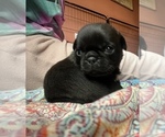 Small Photo #73 Pug Puppy For Sale in BLOOMINGTON, IL, USA