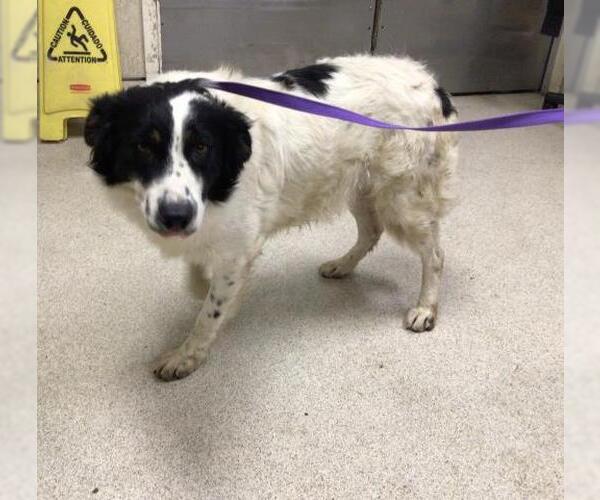 Medium Photo #1 Border Collie-Unknown Mix Puppy For Sale in Riverside, CA, USA