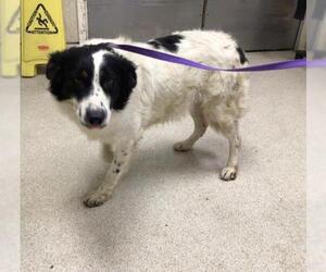 Border Collie-Unknown Mix Dogs for adoption in Riverside, CA, USA