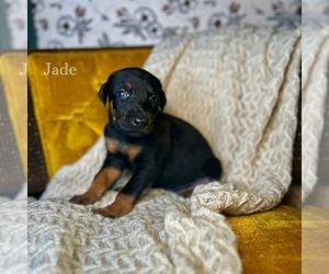 Medium Doberman Pinscher