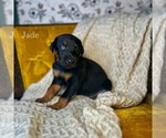 Puppy Jade Doberman Pinscher