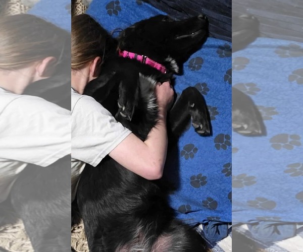 Medium Photo #4 Labrador Retriever-Unknown Mix Puppy For Sale in Minneapolis, MN, USA