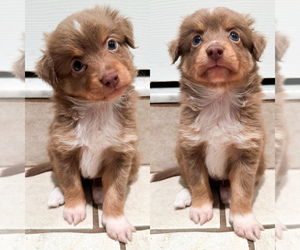 Miniature Australian Shepherd Puppy for sale in BROOKER, FL, USA