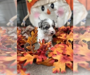 Schnauzer (Miniature) Puppy for sale in GRAY, GA, USA