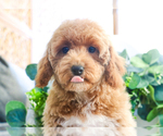 Small Photo #16 Poodle (Toy) Puppy For Sale in SYRACUSE, IN, USA