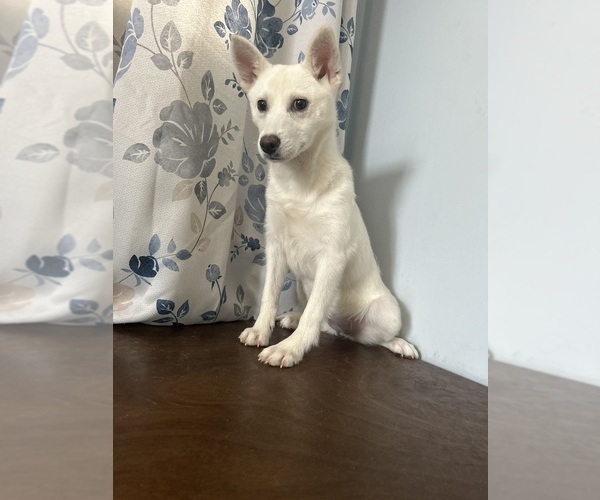 Medium Photo #10 Alaskan Klee Kai Puppy For Sale in DURHAM, CT, USA