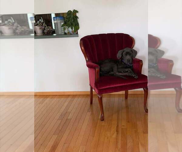 Medium Photo #4 Great Dane-Unknown Mix Puppy For Sale in New York, NY, USA
