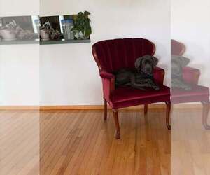 Diamond (AL) - Female Great Dane-Unknown Mix Dog for Adoption - Photo #4