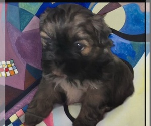 ShihPoo Puppy for sale in VIRGINIA BEACH, VA, USA