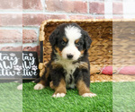 Small #4 Bernese Mountain Dog