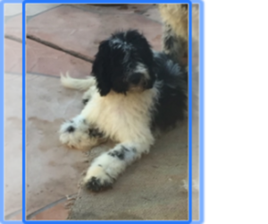 Miniature Labradoodle Puppy for sale in SCOTTSDALE, AZ, USA