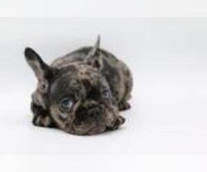 French Bulldog Puppy for sale in MEDINA, WA, USA