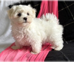 Maltese Puppy for sale in ROCK STREAM, NY, USA