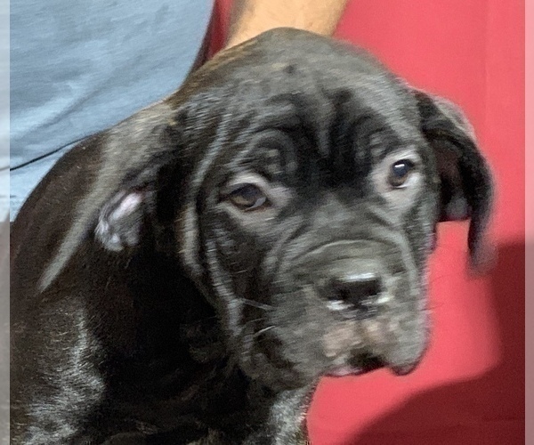 Medium Photo #128 Cane Corso Puppy For Sale in COTTAGE GROVE, OR, USA