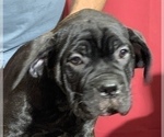 Small Photo #128 Cane Corso Puppy For Sale in COTTAGE GROVE, OR, USA