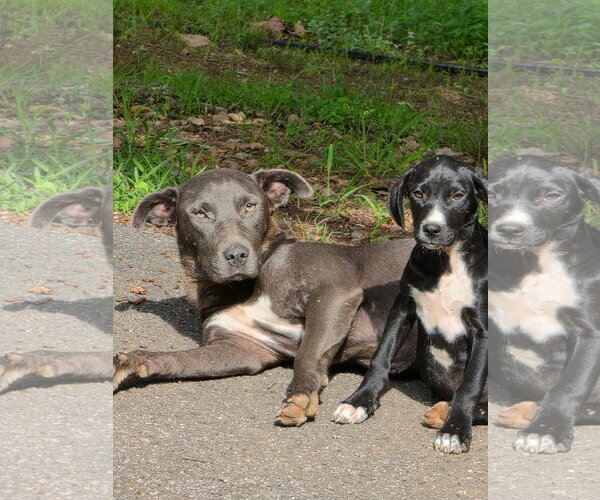 Medium Photo #2 Labrador Retriever Puppy For Sale in Blairsville, GA, USA