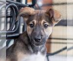 Small #5 Boxer Mix