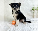 Small #3 Miniature Australian Shepherd-Pomsky Mix