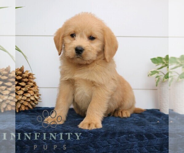 Medium Photo #4 Goldador Doodle Puppy For Sale in NARVON, PA, USA