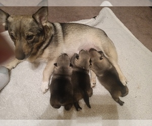 Mother of the Swedish Vallhund puppies born on 01/24/2024