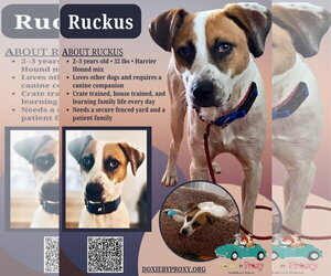 Harrier-Unknown Mix Dogs for adoption in Thomasville, NC, USA