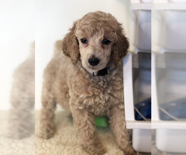 Medium Photo #2 Poodle (Standard) Puppy For Sale in IRONTON, OH, USA