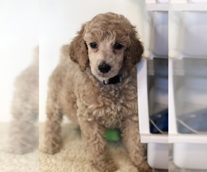 Medium Poodle (Standard)