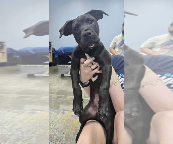 Medium Photo #3 Labrador Retriever-Unknown Mix Puppy For Sale in Canton, CT, USA