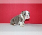 Small Photo #3 English Bulldog Puppy For Sale in HIALEAH, FL, USA