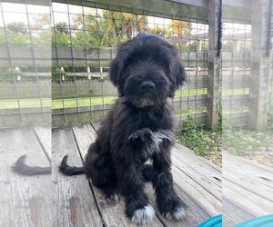 Medium Portuguese Water Dog