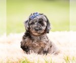 Small Photo #32 Goldendoodle (Miniature) Puppy For Sale in WARSAW, IN, USA