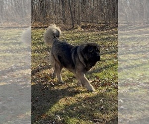 Mother of the Caucasian Shepherd Dog puppies born on 12/20/2025