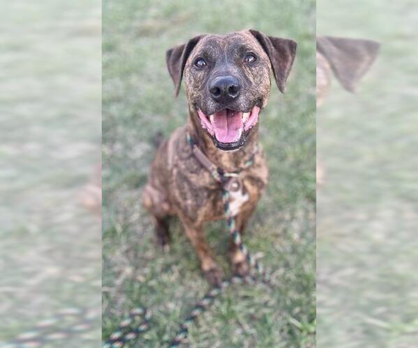 Medium Photo #1 Black Mouth Cur Puppy For Sale in Louisville, KY, USA