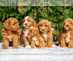 Cavapoo Litter for sale in KIRKWOOD, PA, USA