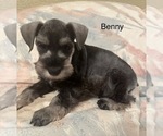 Puppy Benny Schnauzer (Miniature)