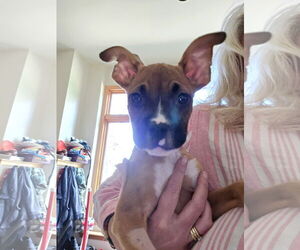 Boxer-Unknown Mix Dogs for adoption in Belleuve, NE, USA